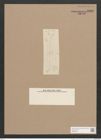 Pleurosigma sp. (de-Toni-Nr.: Genus 13) Zeichnungen Sammlung Grunow Nr. 2180 (NHMW-BOT-W0369247)